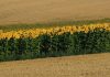 Exporturile de floarea soarelui din Republica Moldova