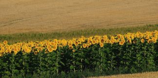 Tendințele globale, regionale și nationale în comerțul cu floarea-soarelui și uleiul de floarea-soarelui