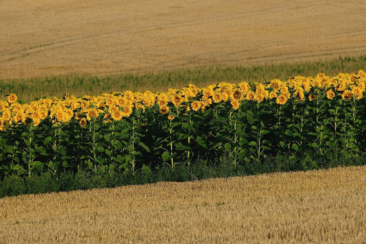 Tendințele globale, regionale și nationale în comerțul cu floarea-soarelui și uleiul de floarea-soarelui