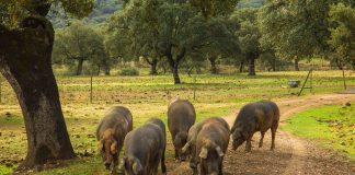 Cum s-au modificat importurile cărnii de porc în Republica Moldova, în contextul apariției virusului de pestă porcină?