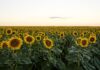Cum continuă exporturile de floarea soarelui în sezonul 2024- 2025