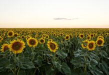 Exporturile de floarea-soarelui din Republica Moldova: un început de sezon mai lent, dar promițător