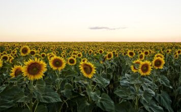 Cum continuă exporturile de floarea soarelui în sezonul 2024- 2025