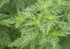 Ambrosia – Alergenul periculos care provocă probleme respiratorii în sezonul cald